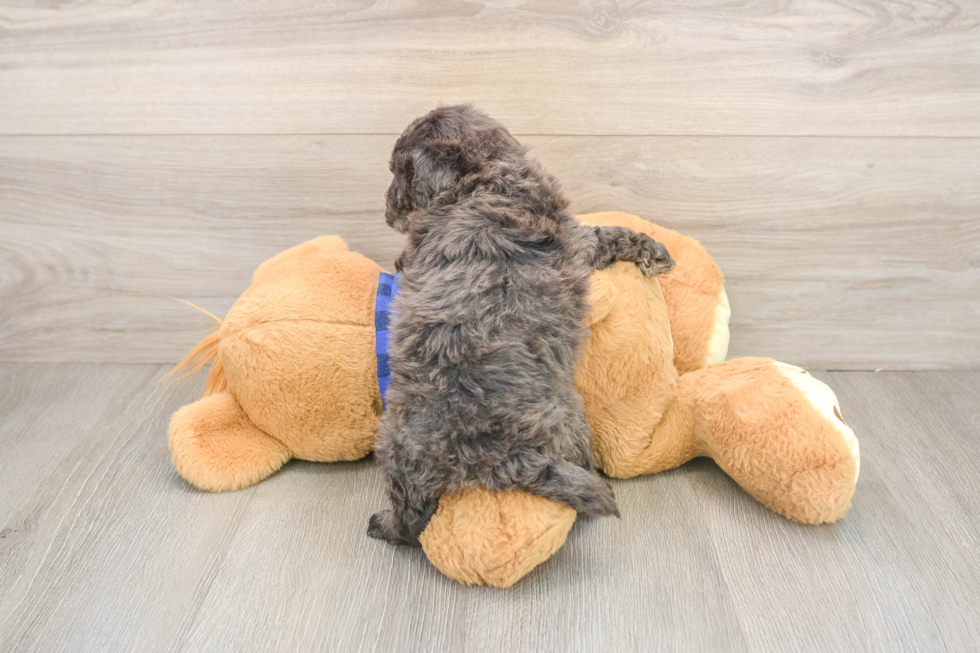 Best Mini Goldendoodle Baby