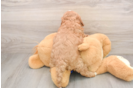 Mini Goldendoodle Pup Being Cute