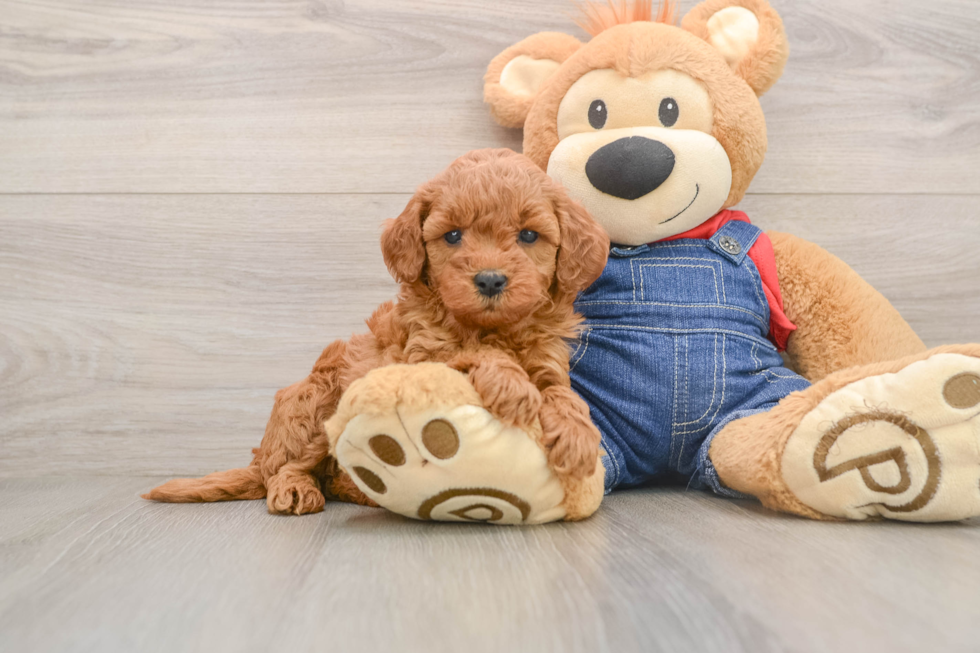 Adorable Golden Retriever Poodle Mix Poodle Mix Puppy