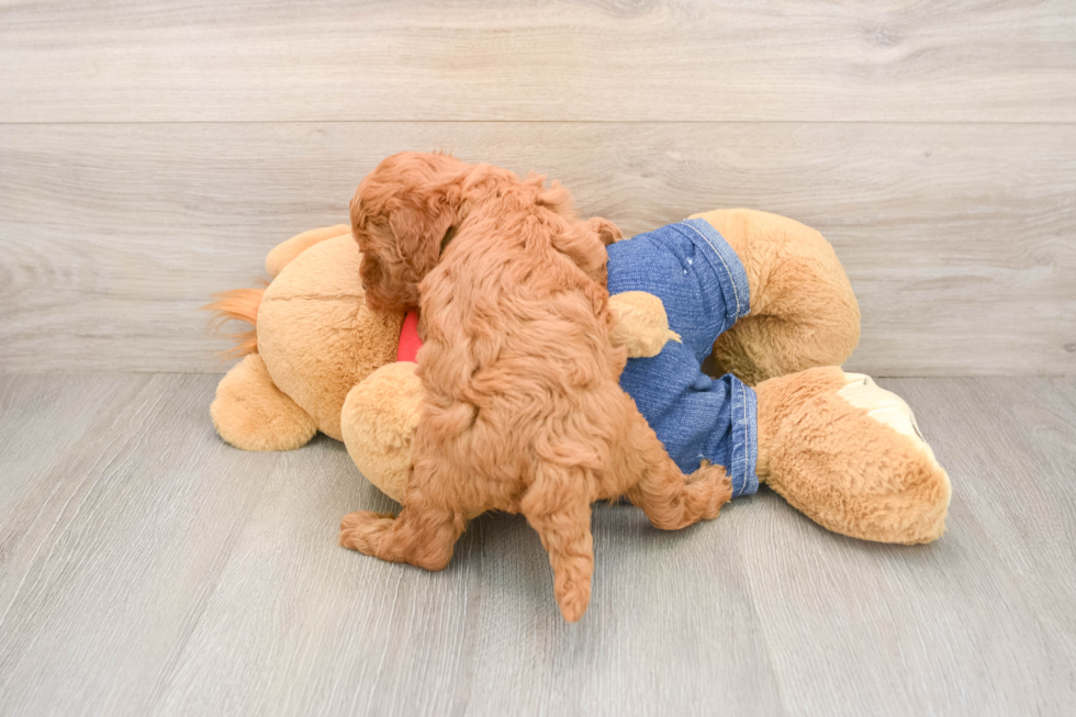 Mini Goldendoodle Pup Being Cute