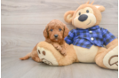 Funny Mini Goldendoodle Poodle Mix Pup