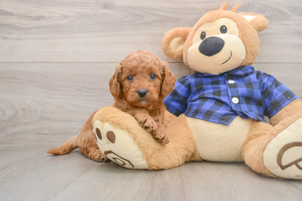 Funny Mini Goldendoodle Poodle Mix Pup