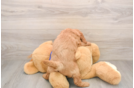 Smart Mini Goldendoodle Poodle Mix Pup