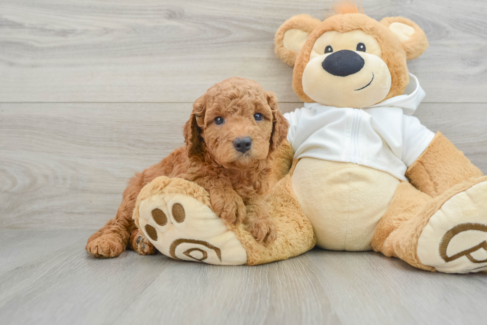 Playful Mini Groodle Poodle Mix Puppy