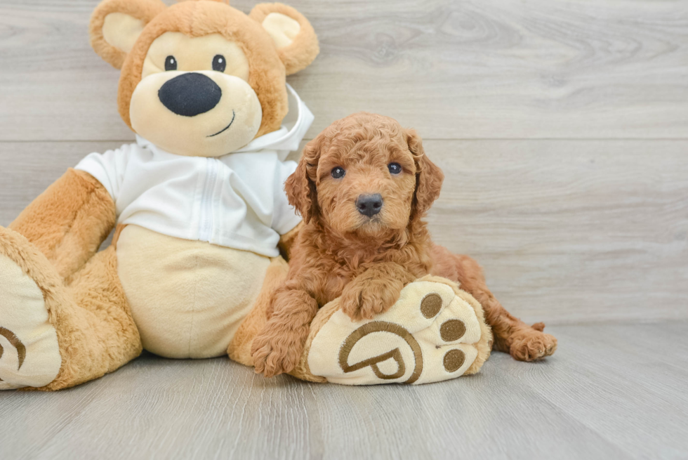 Popular Mini Goldendoodle Poodle Mix Pup