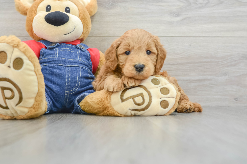 6 week old Mini Goldendoodle Puppy For Sale - Florida Fur Babies