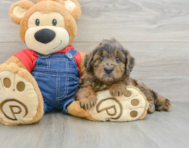 7 week old Mini Goldendoodle Puppy For Sale - Florida Fur Babies