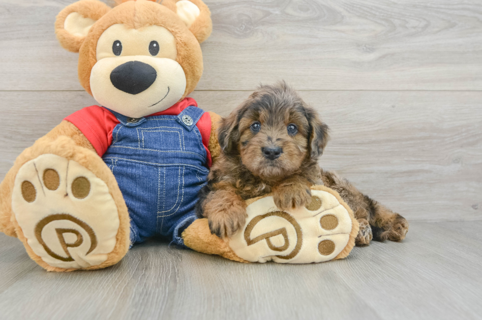 5 week old Mini Goldendoodle Puppy For Sale - Florida Fur Babies