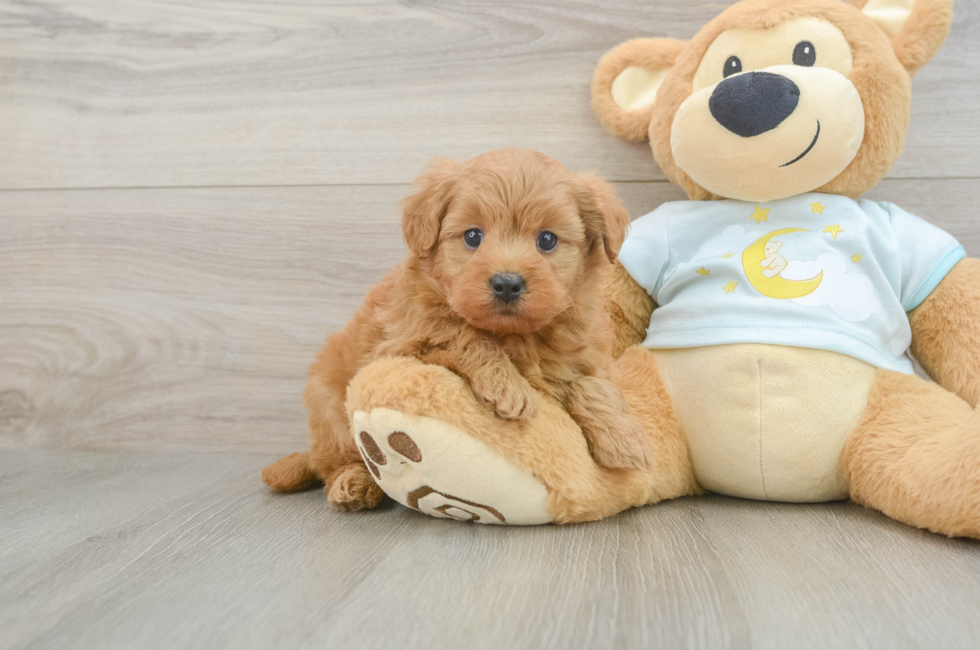 5 week old Mini Goldendoodle Puppy For Sale - Florida Fur Babies