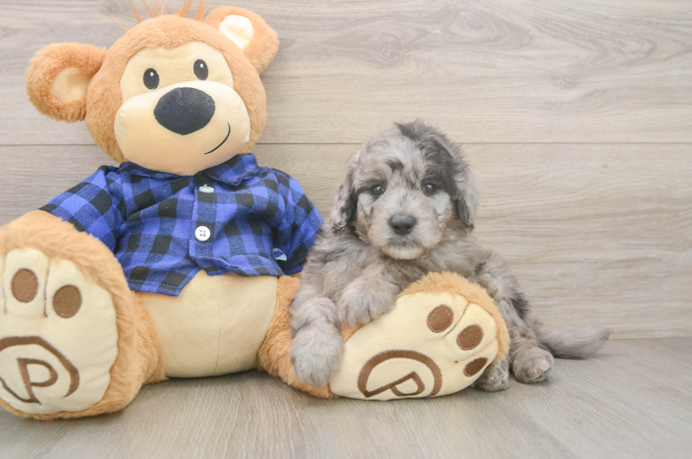 6 week old Mini Goldendoodle Puppy For Sale - Florida Fur Babies