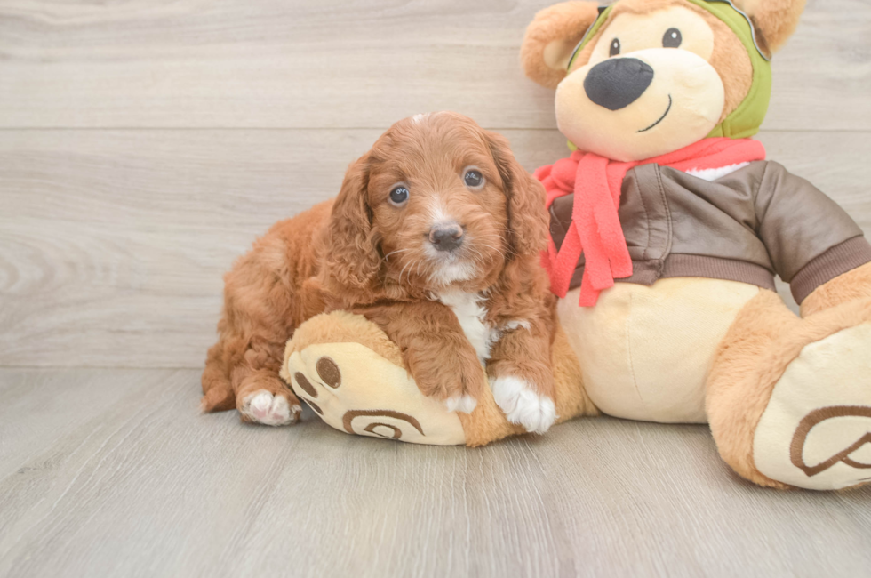 5 week old Mini Goldendoodle Puppy For Sale - Florida Fur Babies