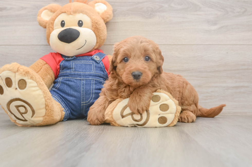 5 week old Mini Goldendoodle Puppy For Sale - Florida Fur Babies