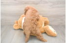 Happy Mini Goldendoodle Baby