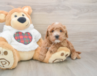 6 week old Mini Goldendoodle Puppy For Sale - Florida Fur Babies