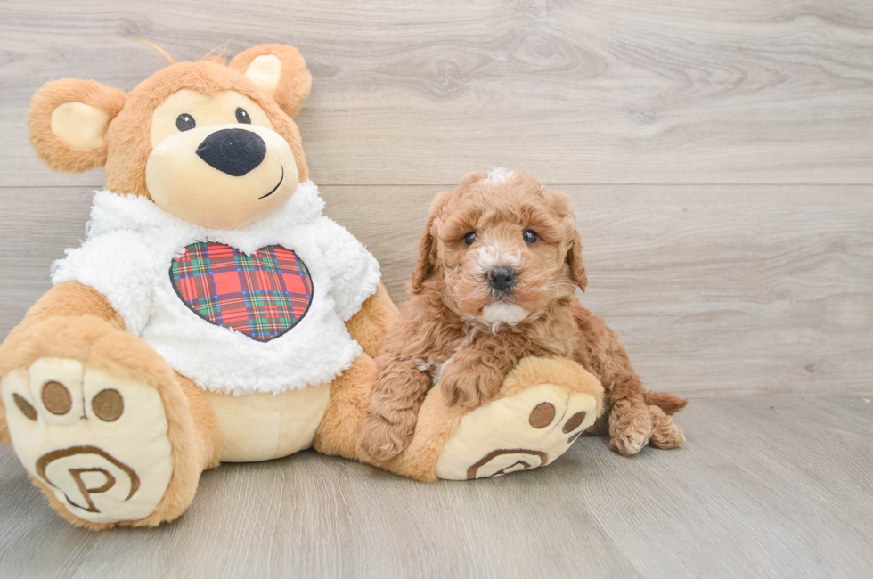 5 week old Mini Goldendoodle Puppy For Sale - Florida Fur Babies