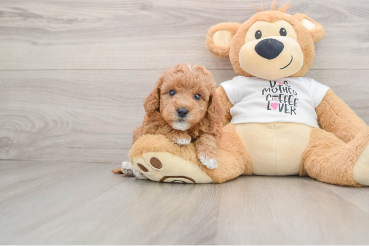 Mini Goldendoodle Puppy for Adoption