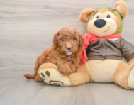 6 week old Mini Goldendoodle Puppy For Sale - Florida Fur Babies