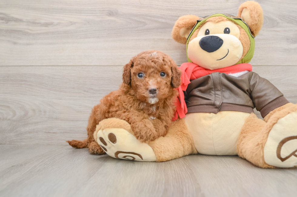 Best Mini Goldendoodle Baby