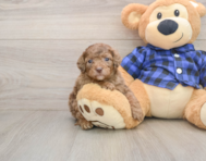 7 week old Mini Goldendoodle Puppy For Sale - Florida Fur Babies
