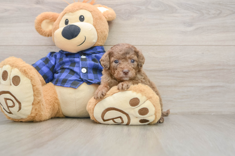 Playful Mini Groodle Poodle Mix Puppy