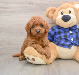 6 week old Mini Goldendoodle Puppy For Sale - Florida Fur Babies