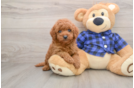 Cute Mini Goldendoodle Baby