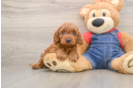 Mini Goldendoodle Pup Being Cute