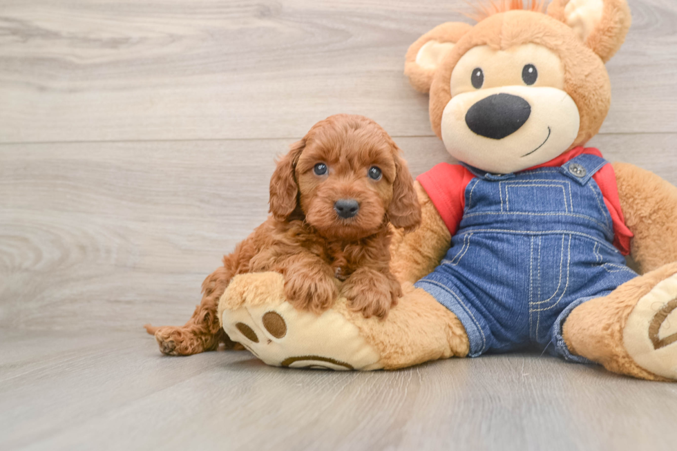 Mini Goldendoodle Pup Being Cute