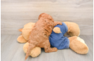 Best Mini Goldendoodle Baby