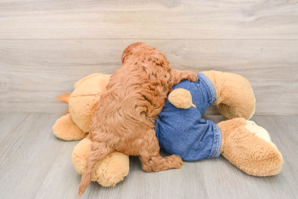 Best Mini Goldendoodle Baby