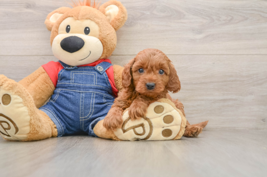 Hypoallergenic Mini Goldiepoo Poodle Mix Puppy