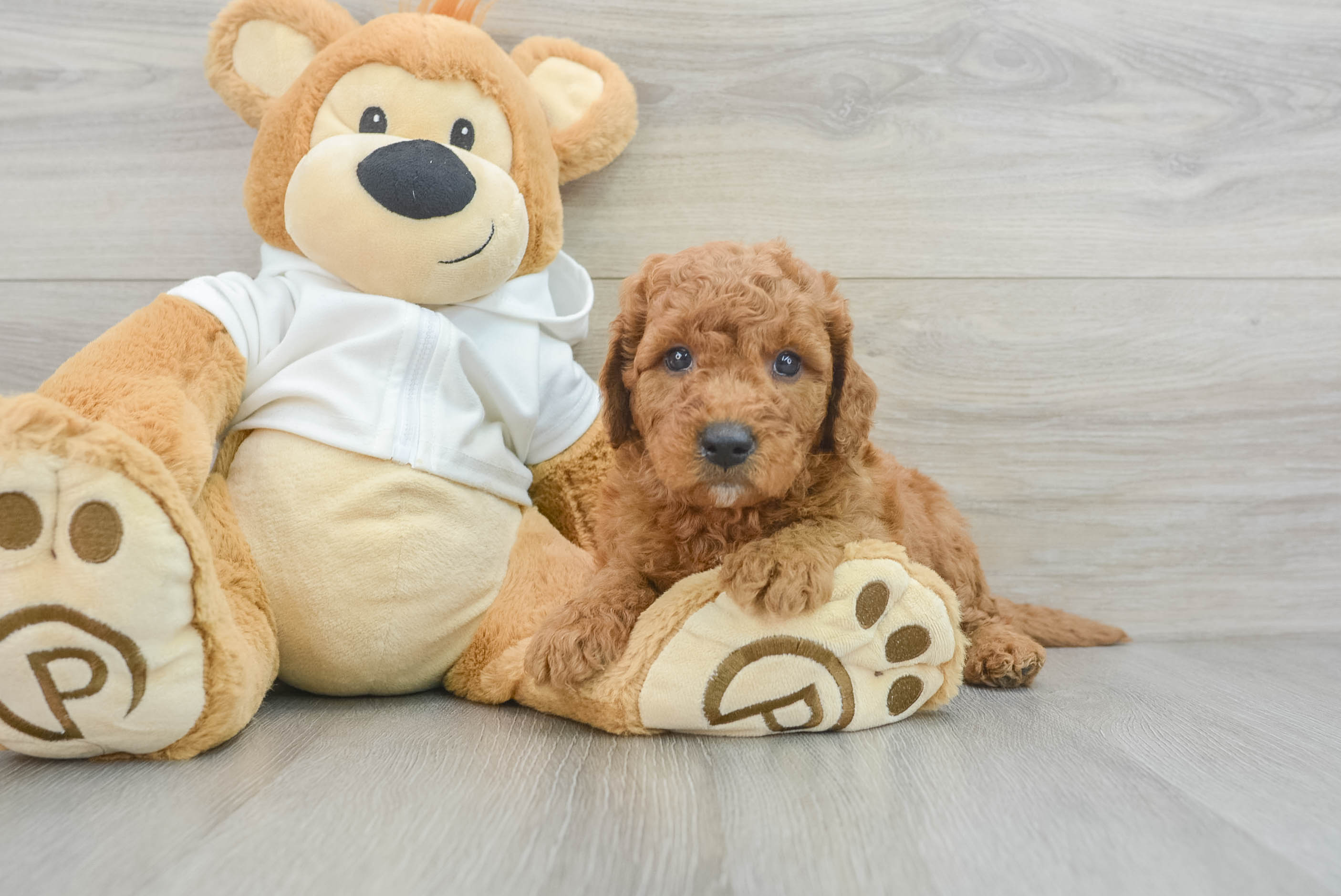 Best Mini Goldendoodle Baby