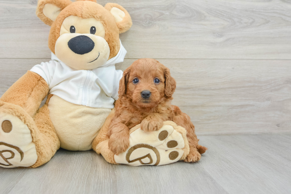 Smart Mini Goldendoodle Poodle Mix Pup