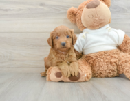 8 week old Mini Goldendoodle Puppy For Sale - Florida Fur Babies