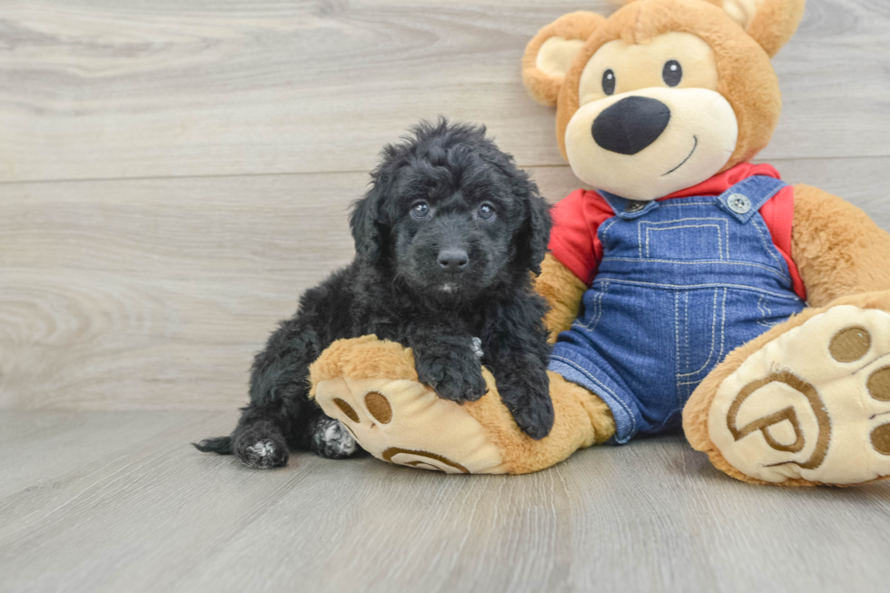 Best Mini Goldendoodle Baby