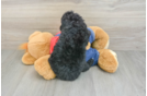 Hypoallergenic Mini Goldiepoo Poodle Mix Puppy