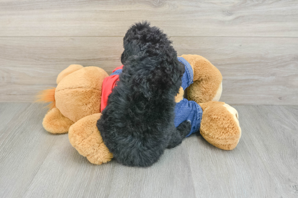 Hypoallergenic Mini Goldiepoo Poodle Mix Puppy
