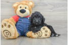 Mini Goldendoodle Pup Being Cute