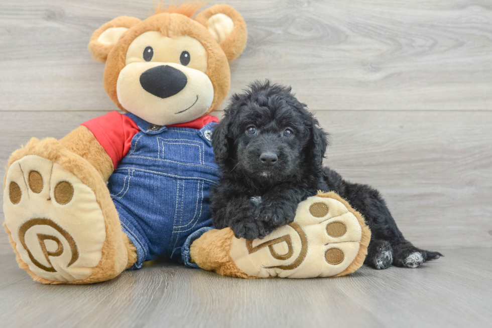 Mini Goldendoodle Pup Being Cute