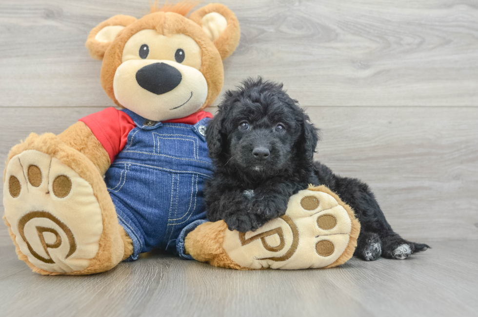5 week old Mini Goldendoodle Puppy For Sale - Florida Fur Babies