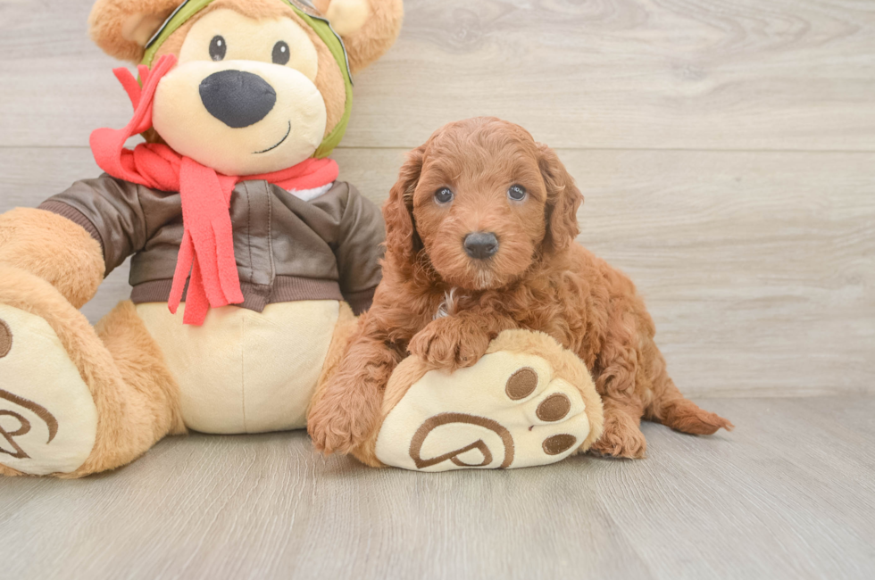 5 week old Mini Goldendoodle Puppy For Sale - Florida Fur Babies