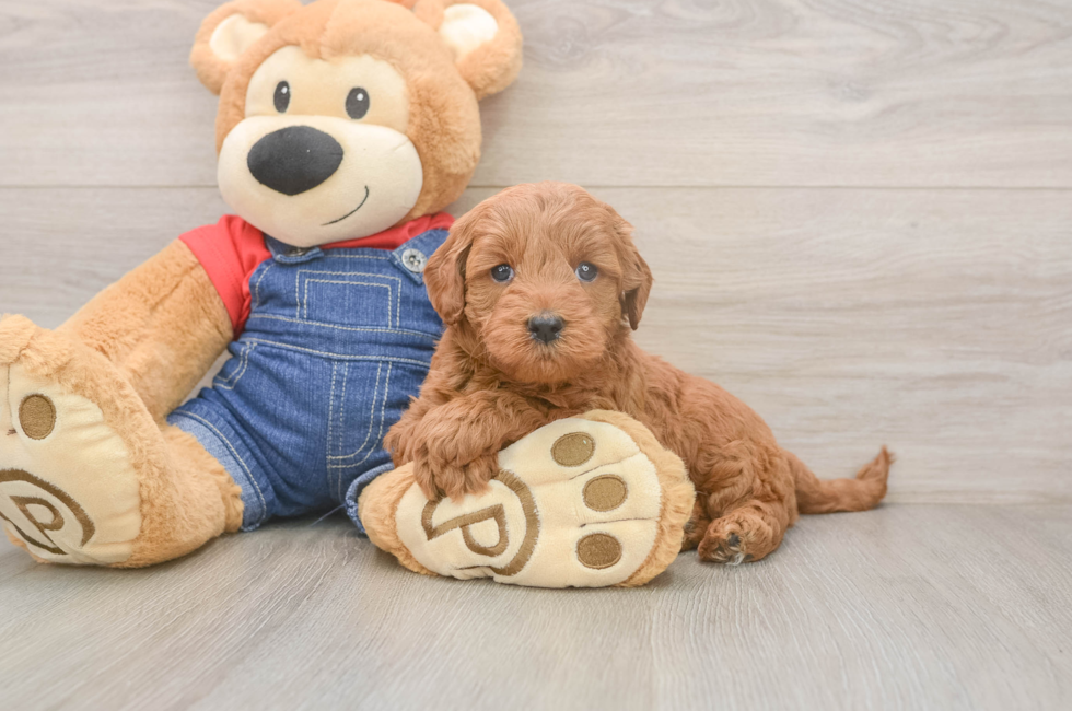 5 week old Mini Goldendoodle Puppy For Sale - Florida Fur Babies