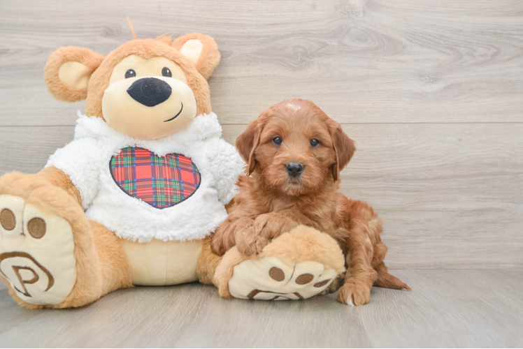 Hypoallergenic Mini Goldiepoo Poodle Mix Puppy