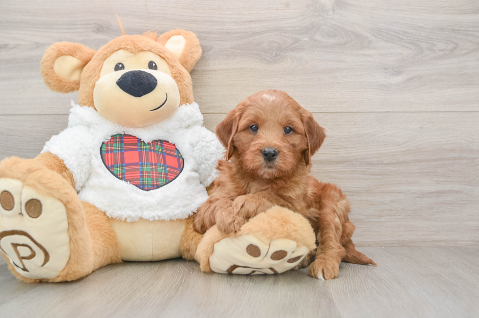 5 week old Mini Goldendoodle Puppy For Sale - Florida Fur Babies