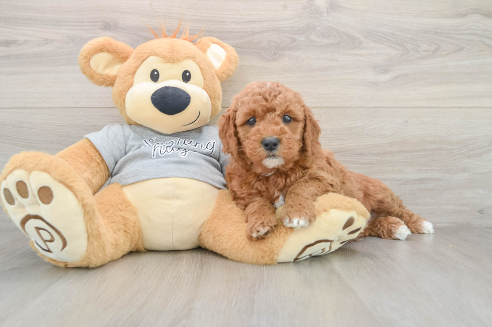 Best Mini Goldendoodle Baby