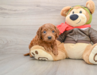 6 week old Mini Goldendoodle Puppy For Sale - Florida Fur Babies