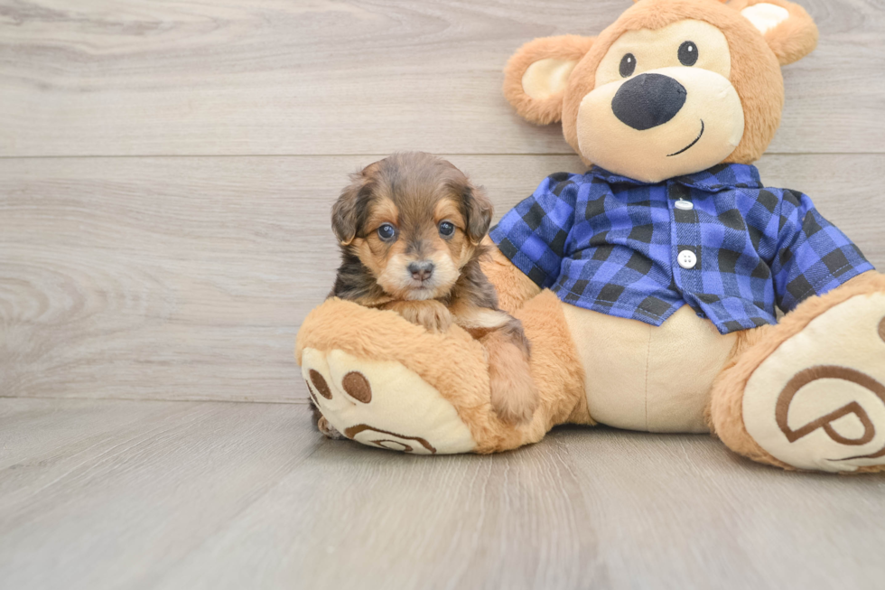 Fluffy Mini Goldendoodle Poodle Mix Pup
