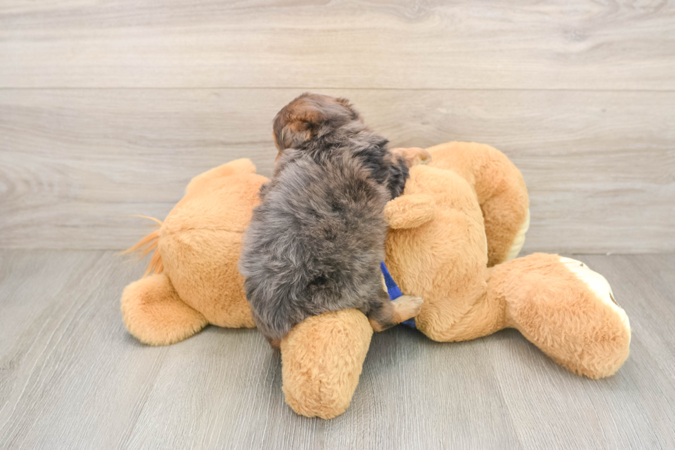 Fluffy Mini Goldendoodle Poodle Mix Pup