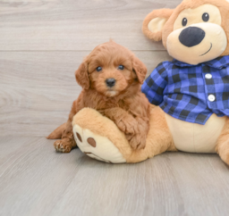 7 week old Mini Goldendoodle Puppy For Sale - Florida Fur Babies