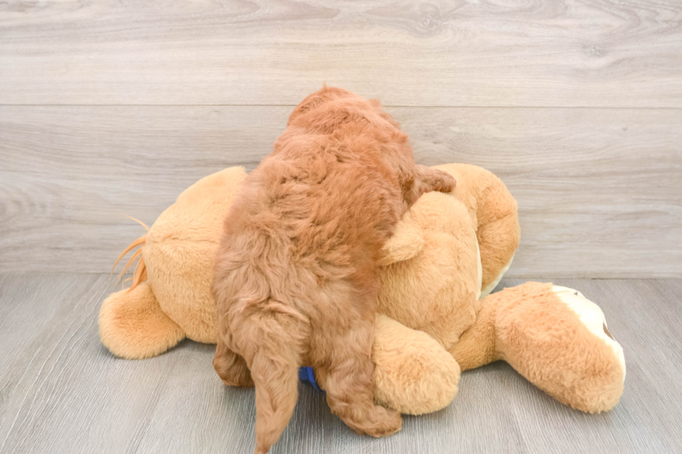 Hypoallergenic Mini Goldiepoo Poodle Mix Puppy
